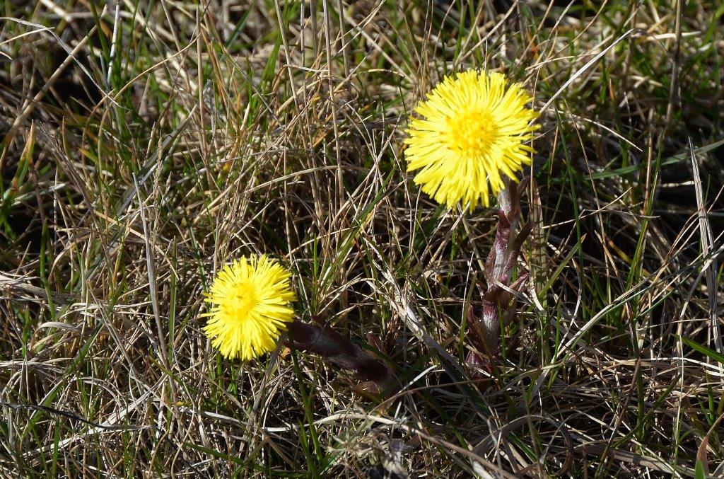 Tussilago 23 mars 2014